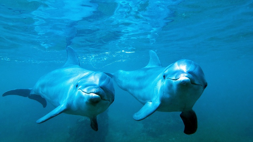 фотография дельфина